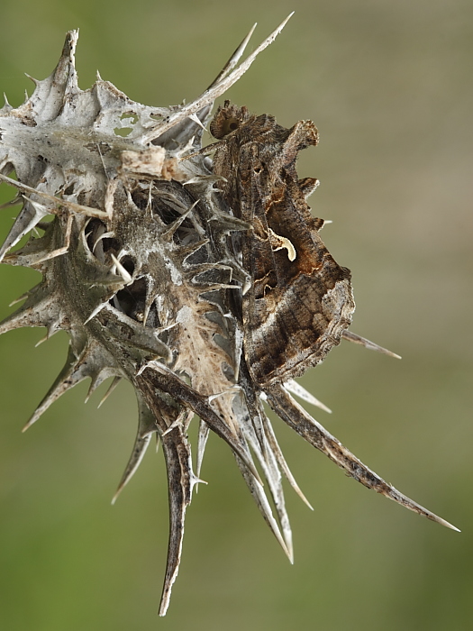 da identificare - Autographa gamma